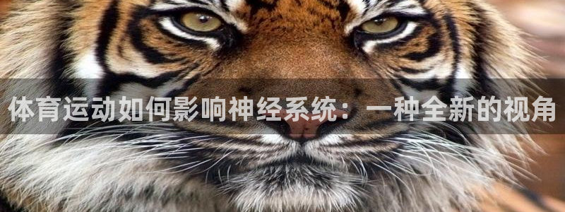 球王会体育：体育运动如何影响神经系统：一种全新的视角